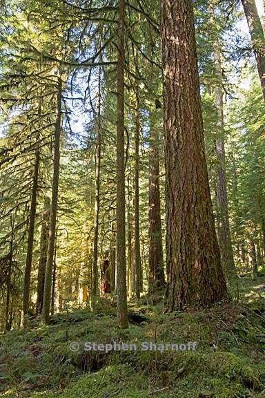 opal creek forest 3 graphic